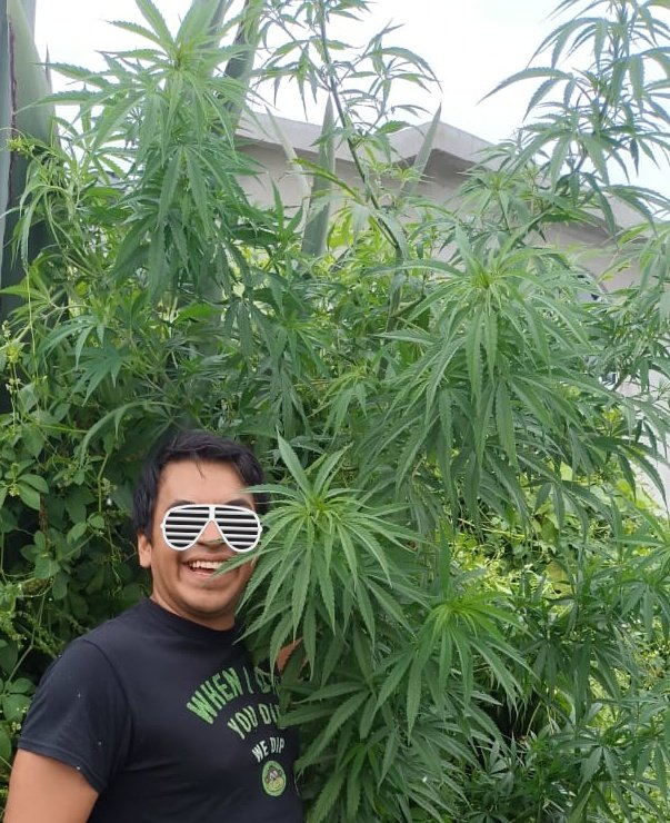 MrWeedlover's tweet photo. De visita con la familia del rancho me lleve una grata sorpresa una plantita silvestre. 3 meses y ya casi es un árbol es increíble su desarrollo
#cannabis #wildlife #derancho https://t.co/Z6F9S2giUb