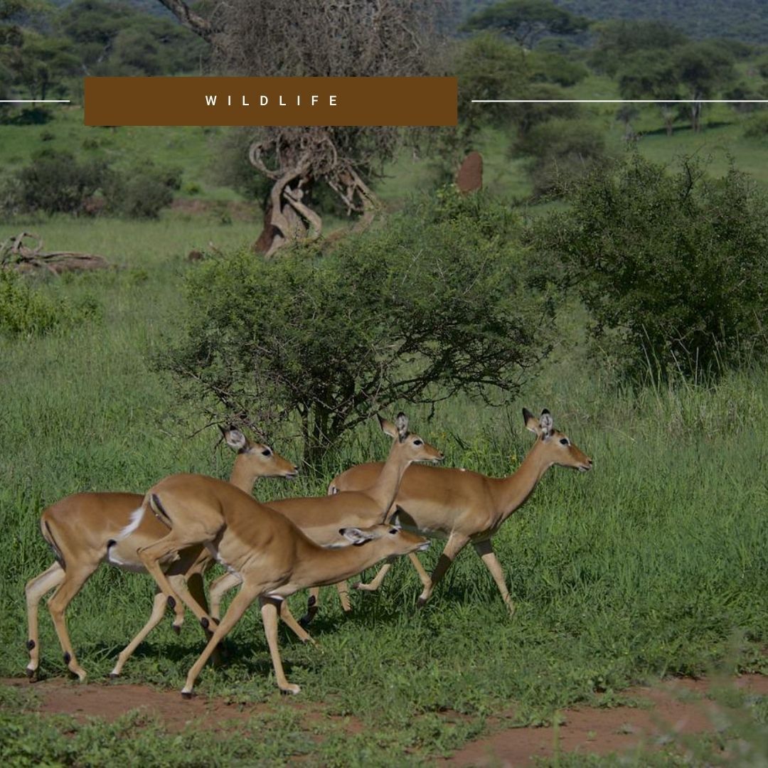 gosheni_safaris's tweet photo. Look like this small group of impalas lost their way from the herd. 🍖
#DiscovertheUnexpected
#LocalTourOperator
#WorldTravelAwards2022
#TanzaniaLeadingTourOperator
#KenyaLeadingTourOperator https://t.co/NJPnPIZRTo