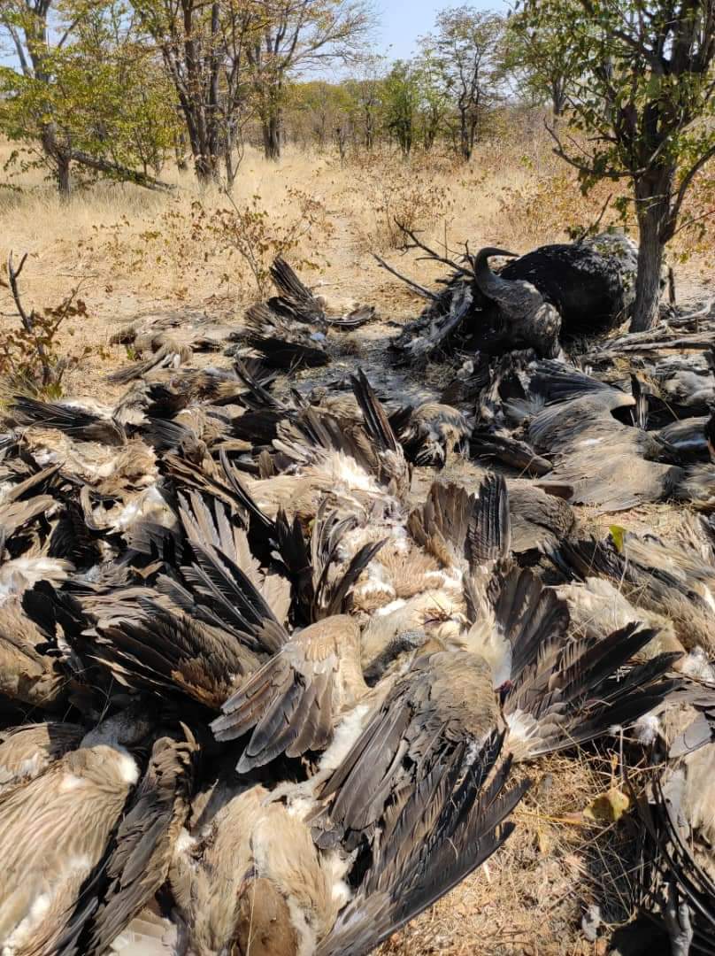 We unfortunately end this week with some exceptionally sad news. Over the last 2 days, 150 vultures have been poisoned in two separate incidents (1 in Kruger National Park and the other Chobe Botswana). These killings were aimed at targeting vultures for muti.