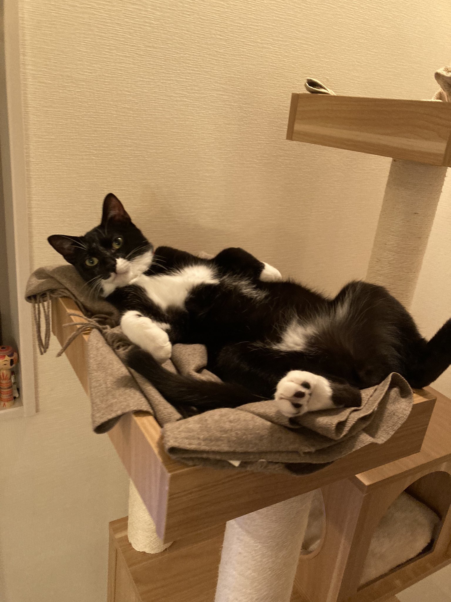 タキシード猫 Twitter Search Twitter