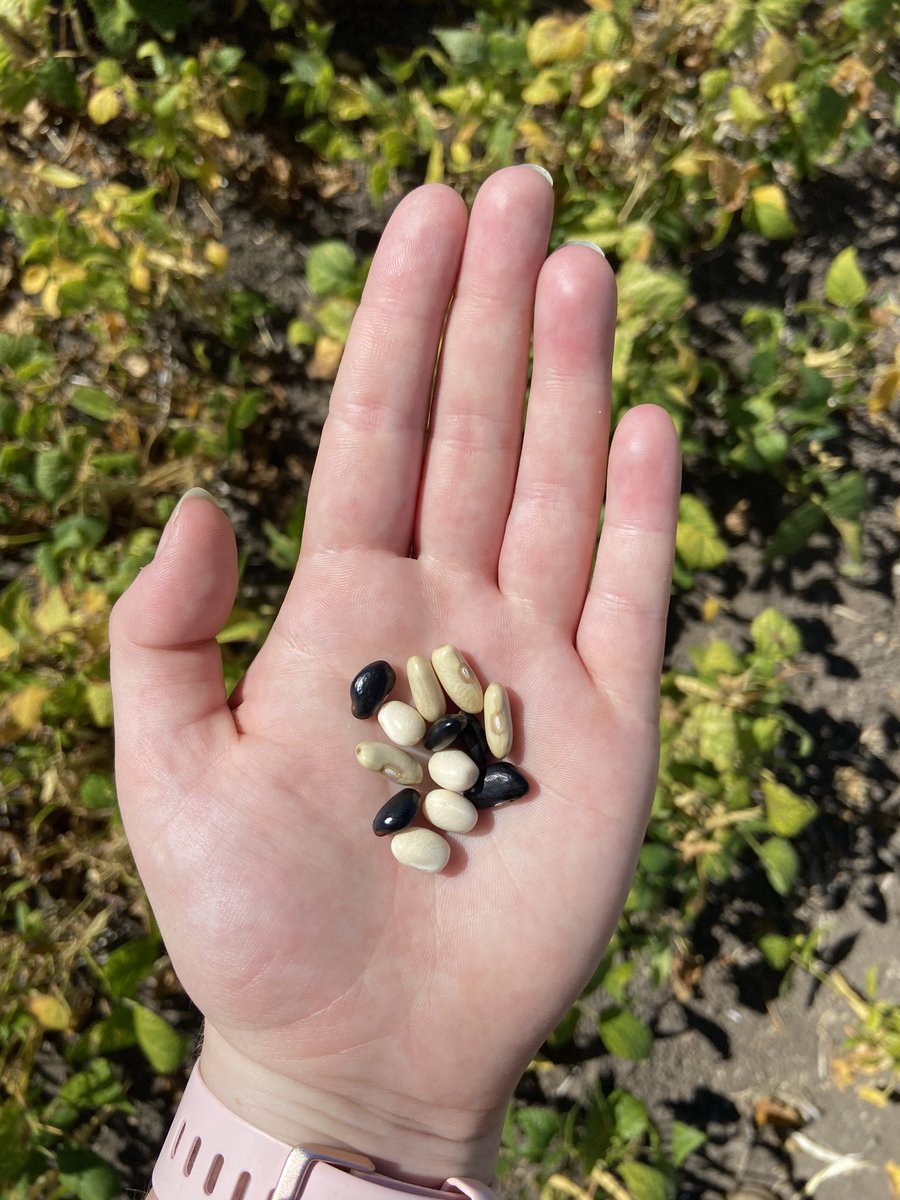 ThackrayElla's tweet photo. Yesterday I got to see our haricot bean trials for the first time! With harvest a couple of weeks of, this really is an exciting project. @GBSeeds @AgriiUK https://t.co/PfVGPCwVWk