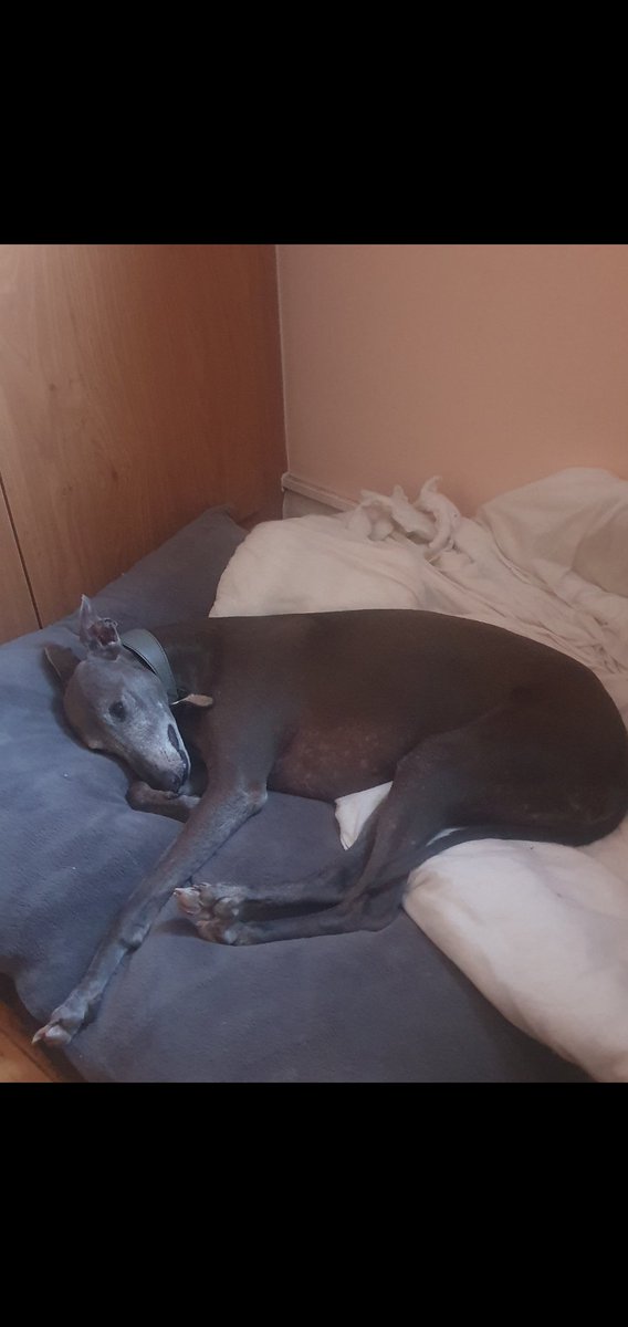 Wispawhippet's tweet image. Resting after a hard week of doing absolutely nothing! Sad news, my family are leaving me at my Grans whilst they&apos;re on holiday. Gran isn&apos;t good doing photos, so there won&apos;t be any pics of me on twitter for 3 weeks! I&apos;m going to miss you guys. ❤️