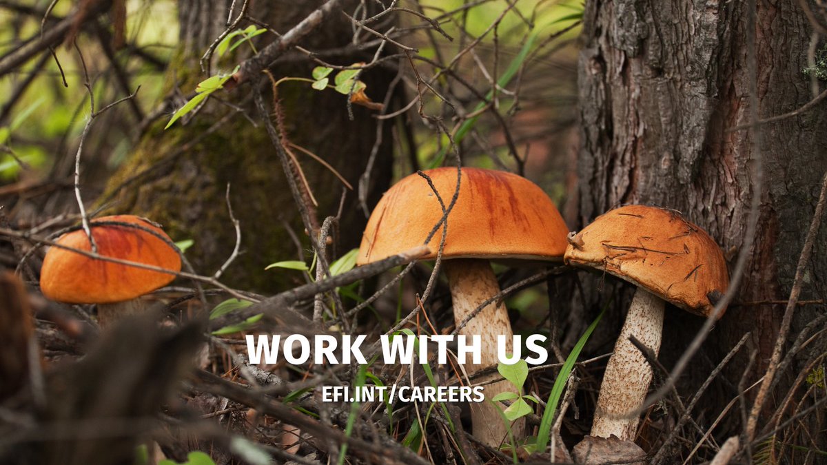 We have #openposts: 

1️⃣Communications Officer, Joensuu, Finland, apply by 29 Aug 2022
2️⃣Principal Scientist on European Forest Governance, Bonn, Germany,  apply by 29 Aug 2022
3️⃣Junior Researcher, Barcelona, Spain, apply by 5 Sept 2022

All details: efi.int/careers