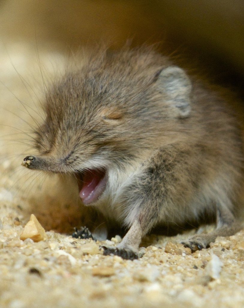 NEW RAT JUST RELEASED