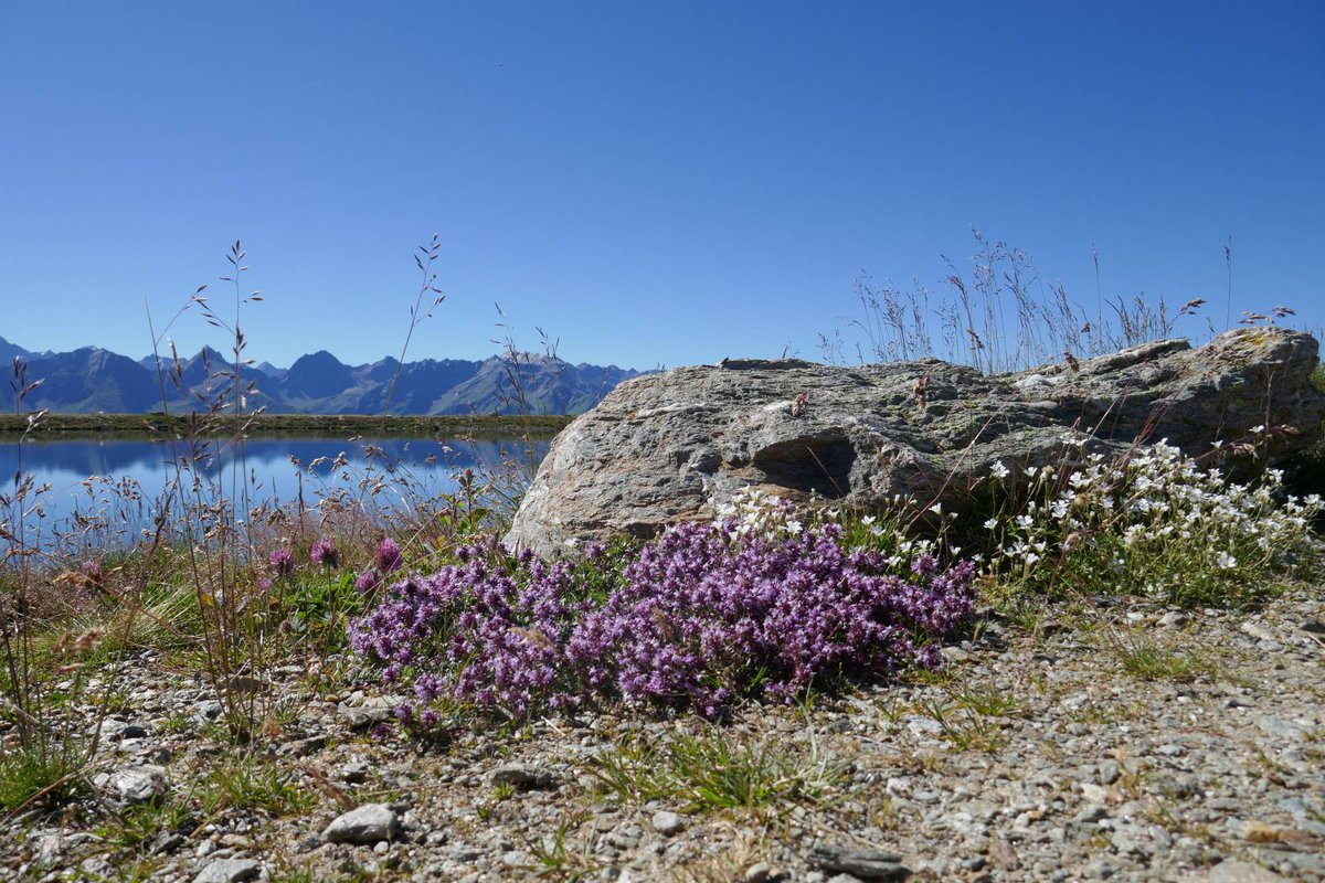 Serfaus-Fiss-Ladis tweet media
