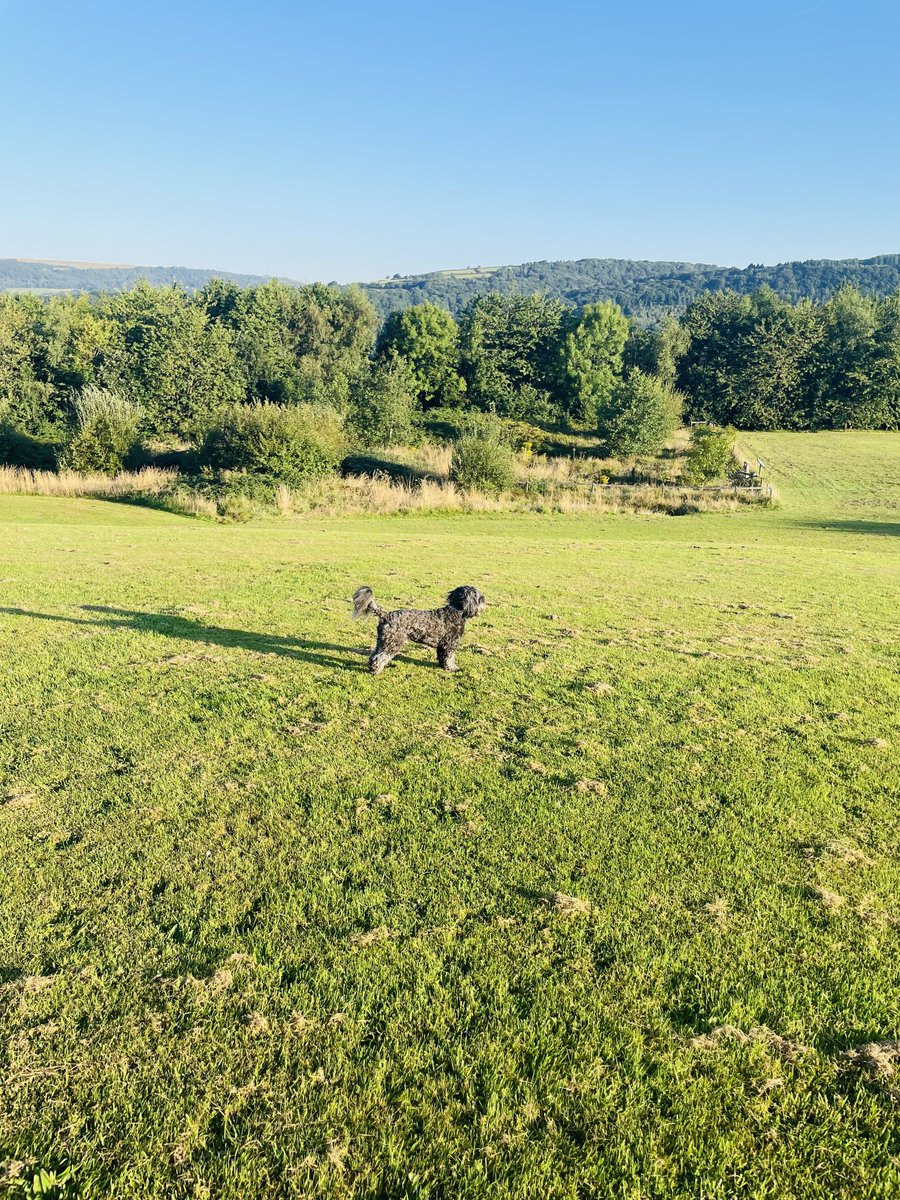 Max enjoying his early morning stroll 🐕‍🦺 I wasn’t quick enough to catch the zoomies 😂 #happyfriday