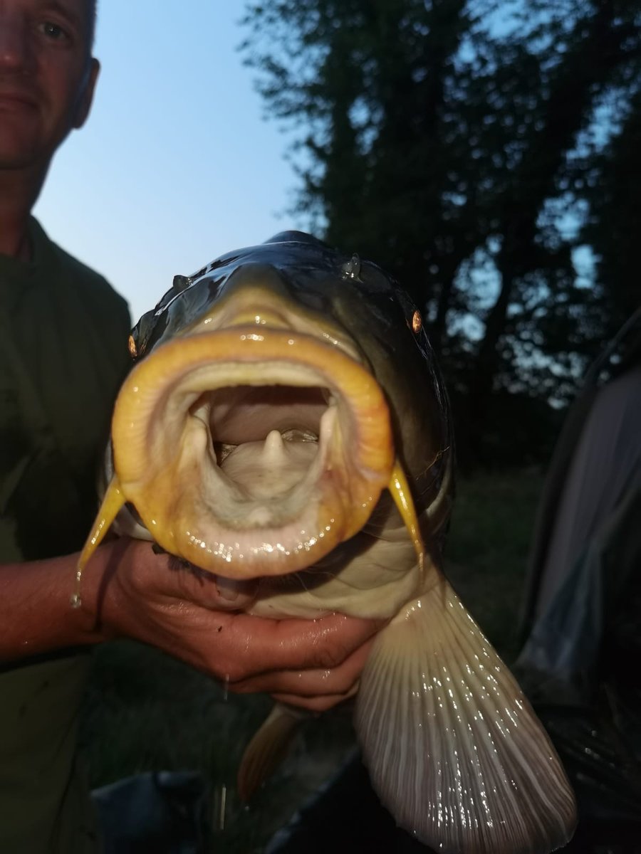villedieulake's tweet photo. Carp can't Bite! Carp have toothless mouths, so they can’t bite you. So, how do they chew their food? They do it using their pharyngeal teeth which their throat houses so you would have to reach a long way in to get crushed fingers! #fishinginfrance #fishoftheweek #carpfishing https://t.co/rInekk0rUn