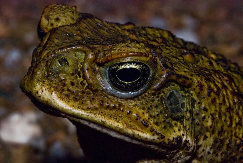 A new tool to manage cane toads - virToad - has been developed by researchers! 👏 Unlike Frogger 🐸 the aim of this new video game-style program is to figure out the most effective ways to supress cane toads in different regions. More: fal.cn/3qYBq 📷 Rob Barber