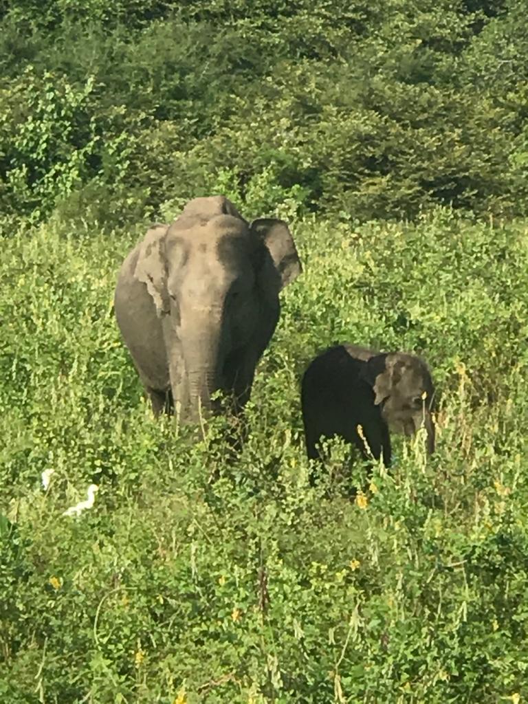 FranceinColombo's tweet image. On this #WorldElephantDay, will  raise awareness about the #plight of #elephants in the 🌏. In 🇱🇰 current scientific data shows the reduction of 🐘 habitat by 15% over the last 50y.  Its time to think about #protection of 🐘 &amp;amp; also to find solutions to human-elephant #conflict.