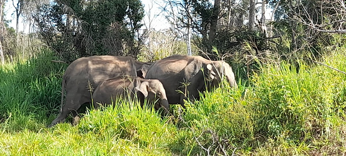 FranceinColombo's tweet image. On this #WorldElephantDay, will  raise awareness about the #plight of #elephants in the 🌏. In 🇱🇰 current scientific data shows the reduction of 🐘 habitat by 15% over the last 50y.  Its time to think about #protection of 🐘 &amp;amp; also to find solutions to human-elephant #conflict.