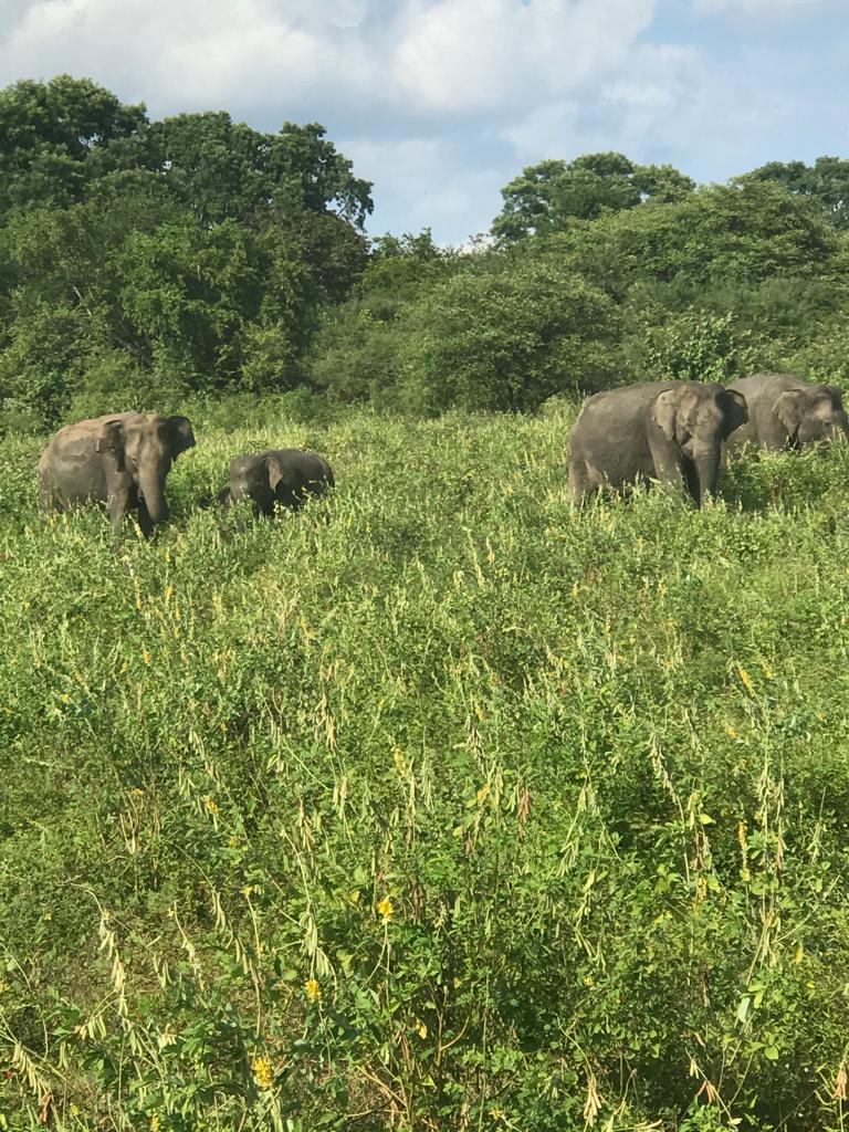 FranceinColombo's tweet image. On this #WorldElephantDay, will  raise awareness about the #plight of #elephants in the 🌏. In 🇱🇰 current scientific data shows the reduction of 🐘 habitat by 15% over the last 50y.  Its time to think about #protection of 🐘 &amp;amp; also to find solutions to human-elephant #conflict.