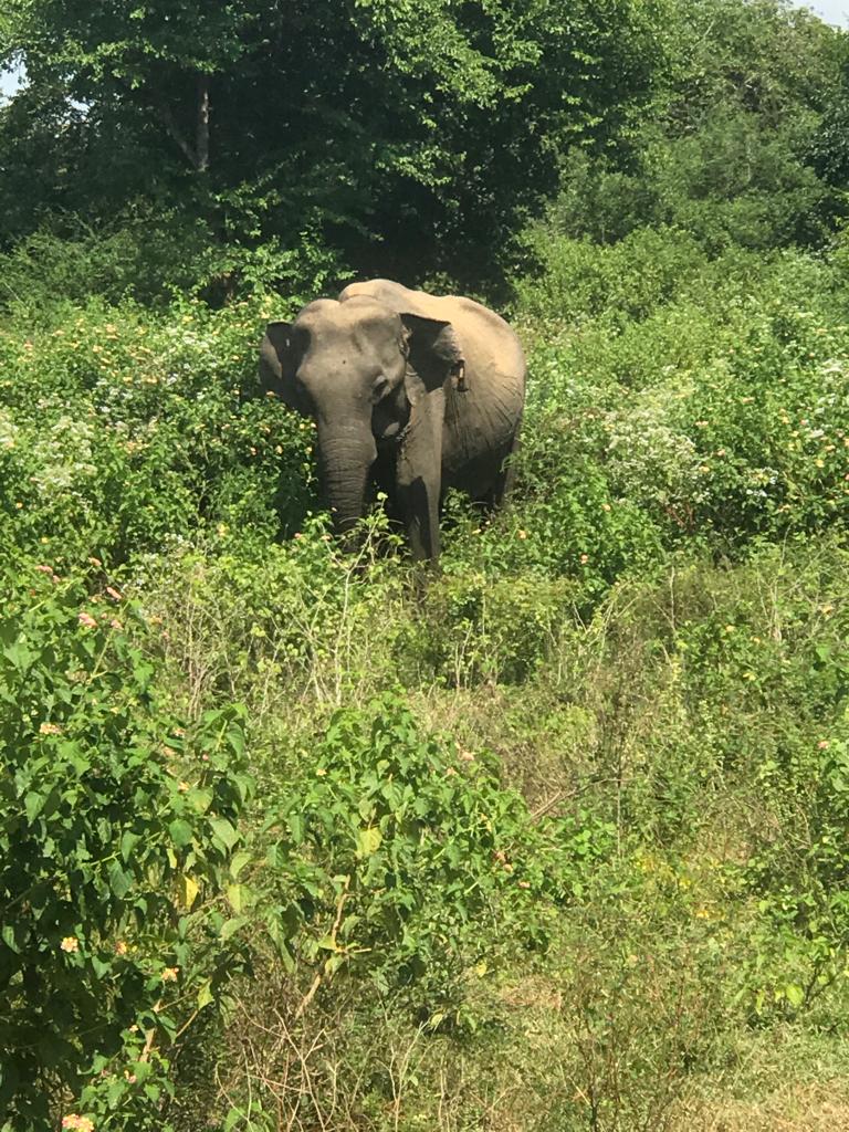FranceinColombo's tweet image. On this #WorldElephantDay, will  raise awareness about the #plight of #elephants in the 🌏. In 🇱🇰 current scientific data shows the reduction of 🐘 habitat by 15% over the last 50y.  Its time to think about #protection of 🐘 &amp;amp; also to find solutions to human-elephant #conflict.