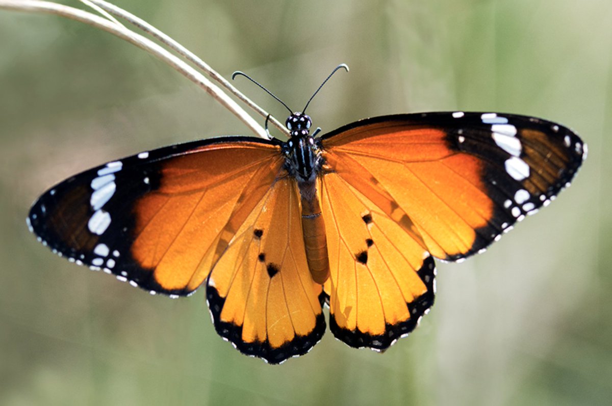 X_Hall_ViExHall's tweet photo. Good morning #artlovers ! 
Happy friday with dear Mustafa Eser’s #photography exhibition 📸🌞🌼

https://t.co/G5M7q9mocW

#XHall #virtual #art #gallery #macro #nature #photographers #collections #nftcommunity #XHallcommunity https://t.co/OOkza9e71S