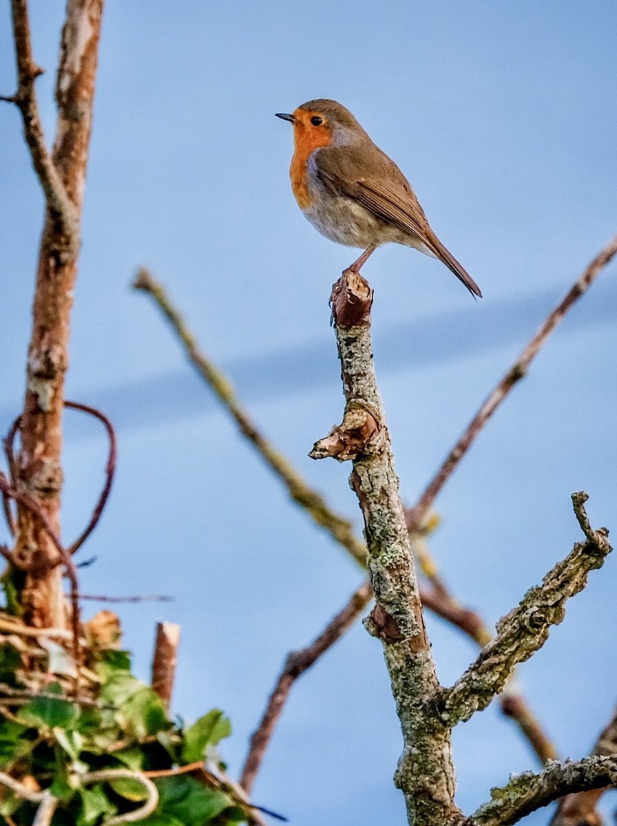 gemmak500's tweet photo. Perched.
#cornwall #kernow #lovecornwall #uk #explorecornwall #cornishcoast #sea #robinsofinstagram #ocean #visitcornwall #greatbritain #capturingcornwall #stives #stivescornwall #sky #marine #harbour #smeatonspier #robin #bird #birdsofinstagram #perch https://t.co/fSlsut7KTy