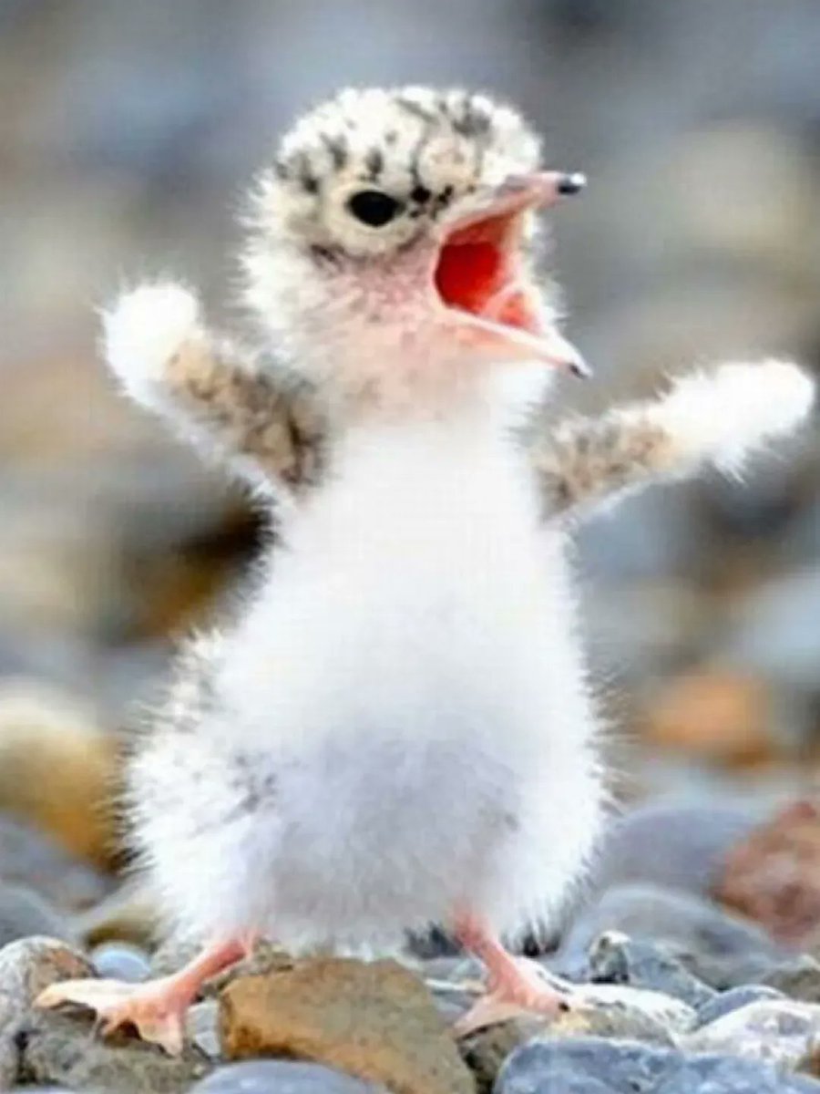 Cute Animals tweet media