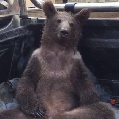 İlk fotoğraftaki Kuzey Amerika Bozayısı.. İkinci fotoğraftaki Anadolu ayısı..
Aynen bu coğrafya hiç stresli değil aynen...