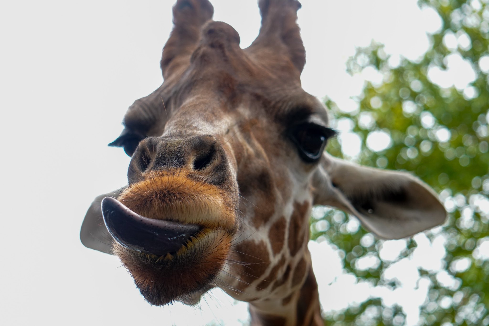 シリウス師匠 やっぱキリンの餌やりが1番楽しかったよ 宇都宮動物園 迫り来るキリン てへぺろ T Co Lwidzcphns Twitter