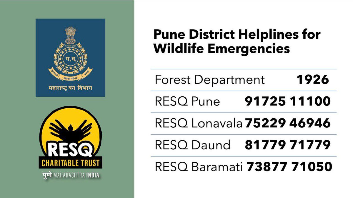 Pune Forest Department and <a href="/resqct/">RESQ Charitable Trust</a> are collaboratively working to reduce the negative human-wildlife interactions. Any wildlife emergencies in the Pune district can be reported to the below helplines for immediate assistance.

#SaveWildlife #Human_AnimalConflict #Mahaforest