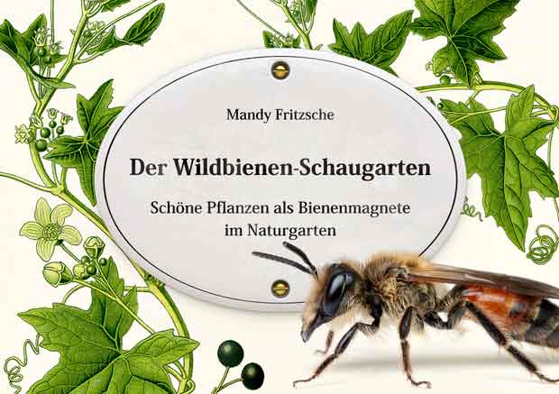 HONIGHÄUSCHEN (BONN) - Dieses Büchlein soll Naturfreunden die Möglichkeit geben, durch das Anpflanzen bestimmter dekorativer Stauden besondere häufige und leicht erkennbare Wildbienen in den eigenen Garten zu locken.  #Bienen #Naturgarten #Stauden

honighaeuschen.de/produkt/der-wi…