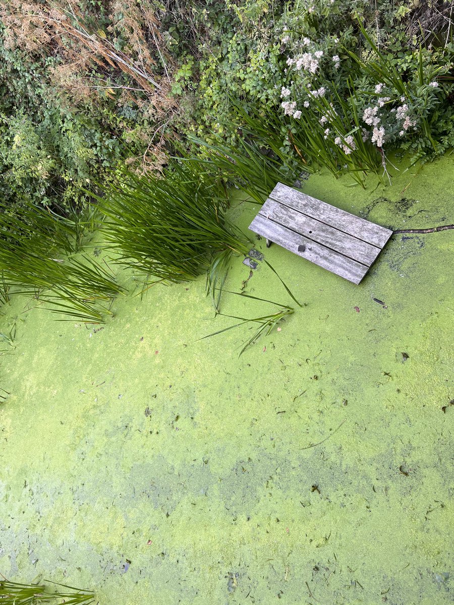 AreCapes's tweet photo. #Scole #Vandals #Littleshits This is what the little bastards think is funny in the village where my Mother lives. Wankers!!! If I catch you, I’ll throw you in as well and hold you under the surface… see how long you can hold your breath. Little shits!!! https://t.co/aOBMLdxVWe