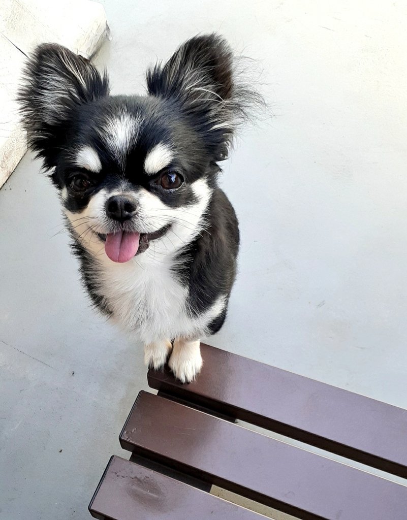 愛犬ツブと徒然日記 抱っこまち 足ギリギリ チワワのいる暮らし 犬のいる暮らし T Co Rijlvq2qnn Twitter 愛犬ツブと徒然日記 抱っこまち 足ギリギリ チワワのいる暮らし 犬のいる暮らし T Co Rijlvq2qnn Twitter