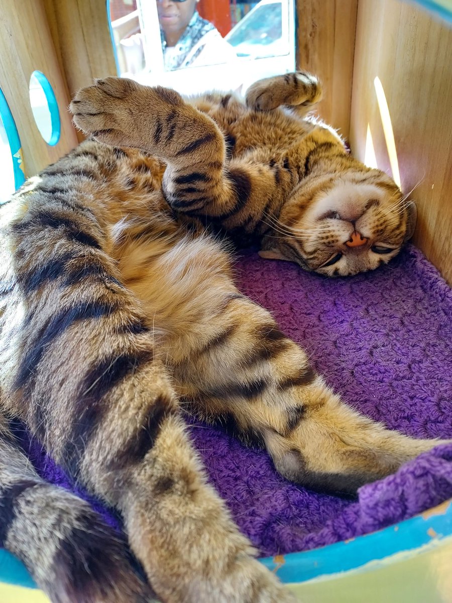 Chilling out at <a href="/maisondemoggy/">Maison de Moggy</a>