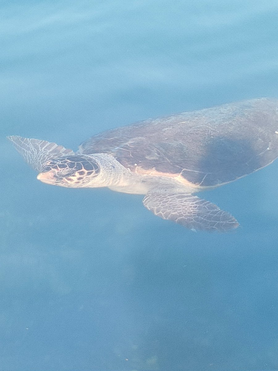 steP2117efc's tweet image. Early bird catches the turtles, turtle spotting this morning 🐢🐢🐢