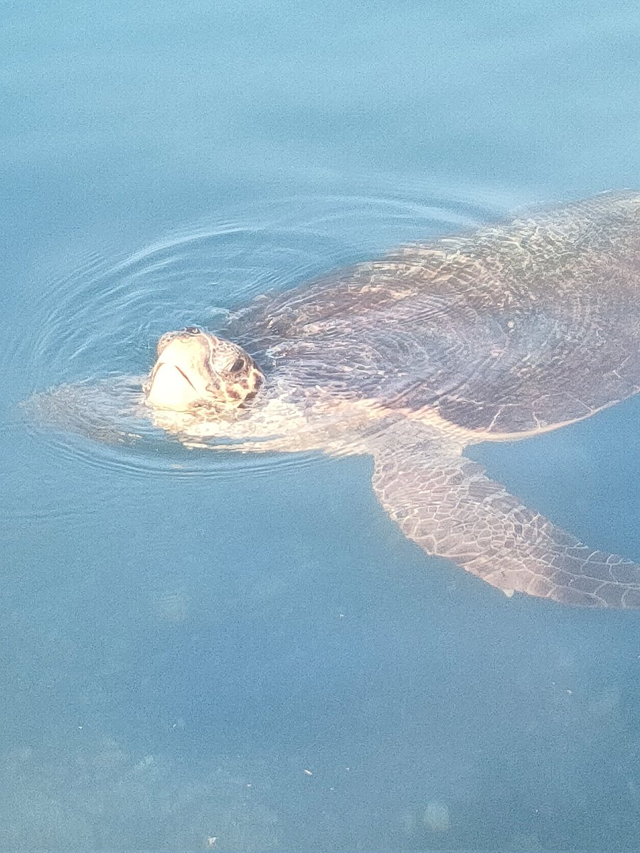 steP2117efc's tweet image. Early bird catches the turtles, turtle spotting this morning 🐢🐢🐢