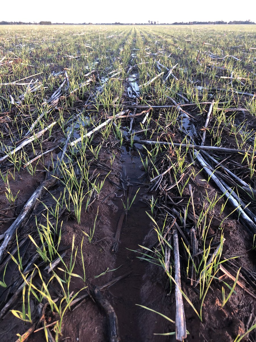 Rohan Brill tweet media