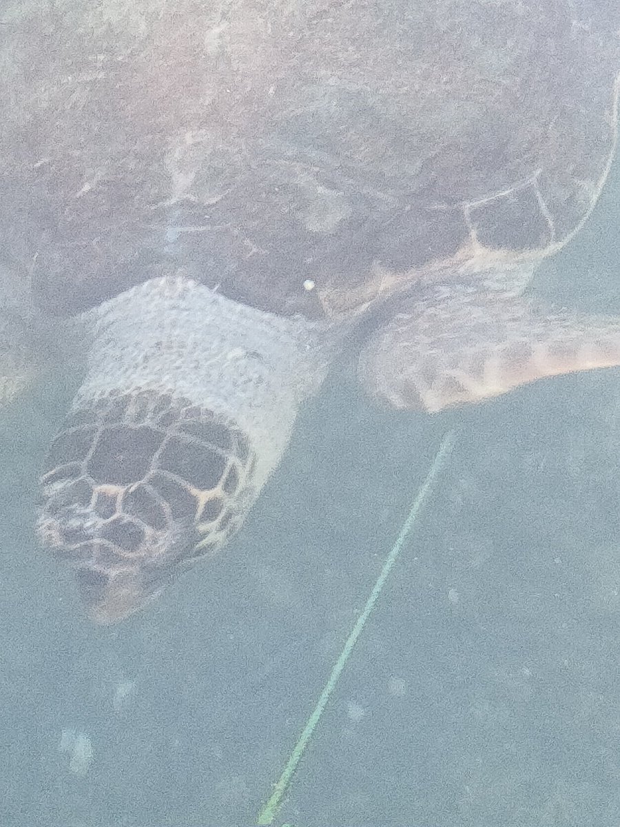 steP2117efc's tweet image. Early bird catches the turtles, turtle spotting this morning 🐢🐢🐢