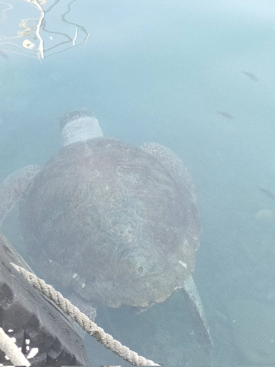 steP2117efc's tweet image. Early bird catches the turtles, turtle spotting this morning 🐢🐢🐢