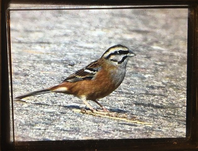 albicilla66's tweet photo. #Gobirding the Forgotten Road in the #Djerdap NP 🇷🇸 #Serbia: This is a 19km section of once the main regional route (you will find this hard to believe), that has all but disappeared from the maps, memories & the road repair budget
➡️https://t.co/10XDwLcsVw
📷Vitrag Shah #birding https://t.co/1wq5C78bQf