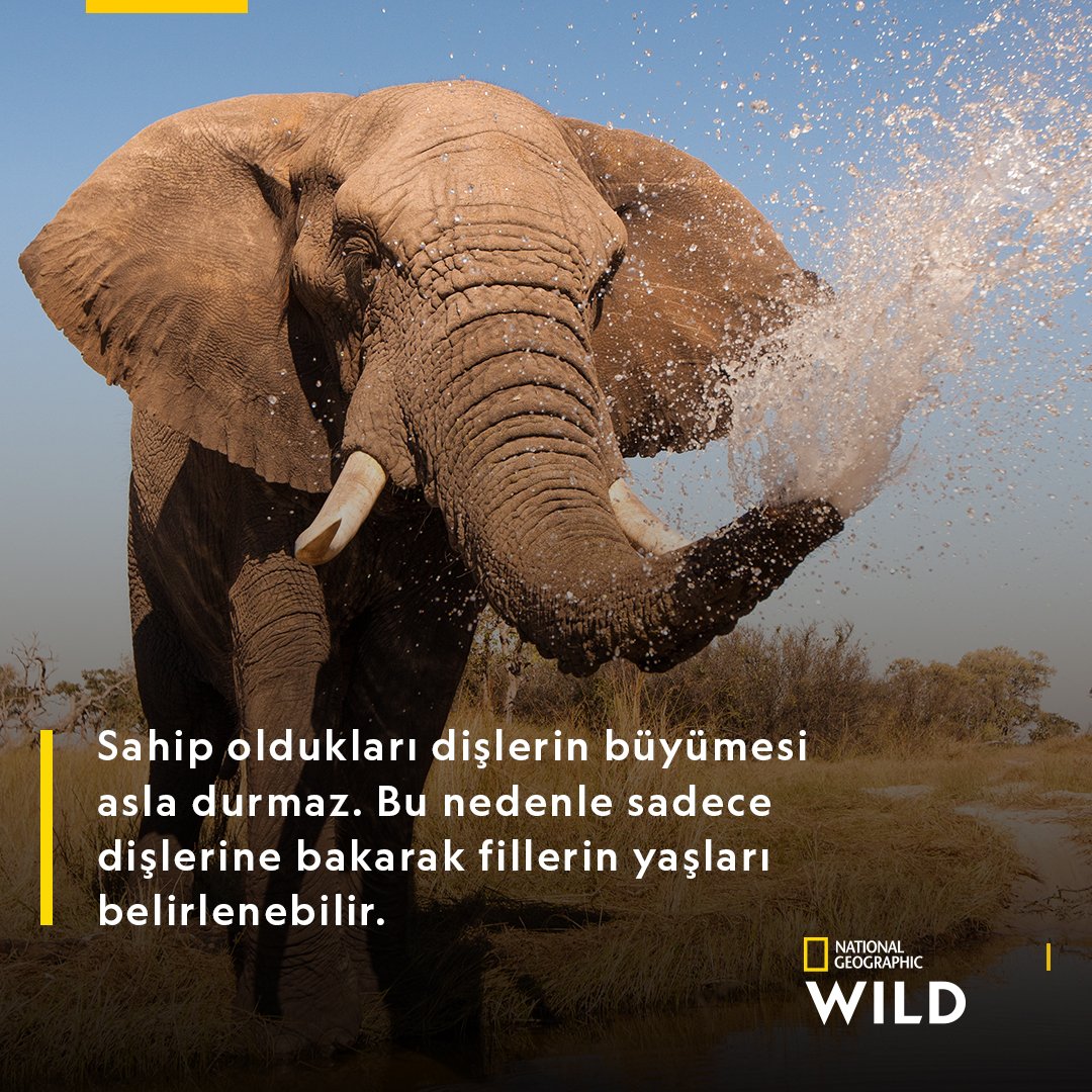 natgeotvturkiye's tweet photo. Zeka ve hafızalarıyla bizleri büyüleyen, dünyanın en büyük kara hayvanı fillerin #DünyaFilGünü kutlu olsun! https://t.co/e2KAcTdd8D