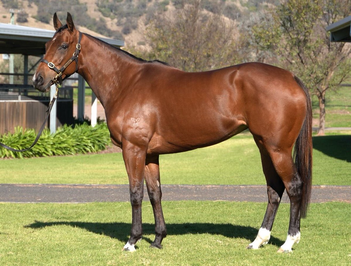 twobaysfarm's tweet photo. Nudge joins the broodmare band. Super excited to have bought into this high class individual. We will join in the ownership with @Treeston54321 and Richard Treweeke and she is visiting Zoustar this year #aspiringtogreatness #class #chriswallerracing https://t.co/mi7dOJyuy2