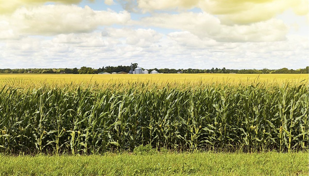 Misatokenid's tweet photo. #DidYouKnow😏 With #Misatoken you can buy
👩🌾Farmland
🗺️Limited edition Mining map
🌽A piece of corn farm
🌳A beautiful forest landscape
The possibilities are limitless: 😌😌😌 https://t.co/oqWODCwJhY
#TGIF #Harvest https://t.co/chPPd2kOGP