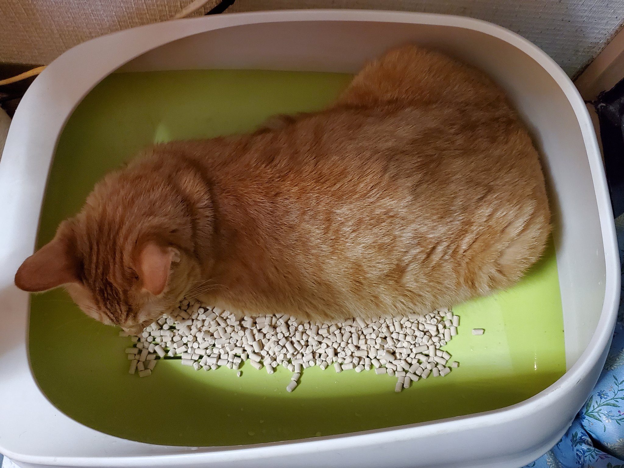 ✿mamaめぐ 様専用 なりきり 猫ちゃん レジン rsgmladokgi.com