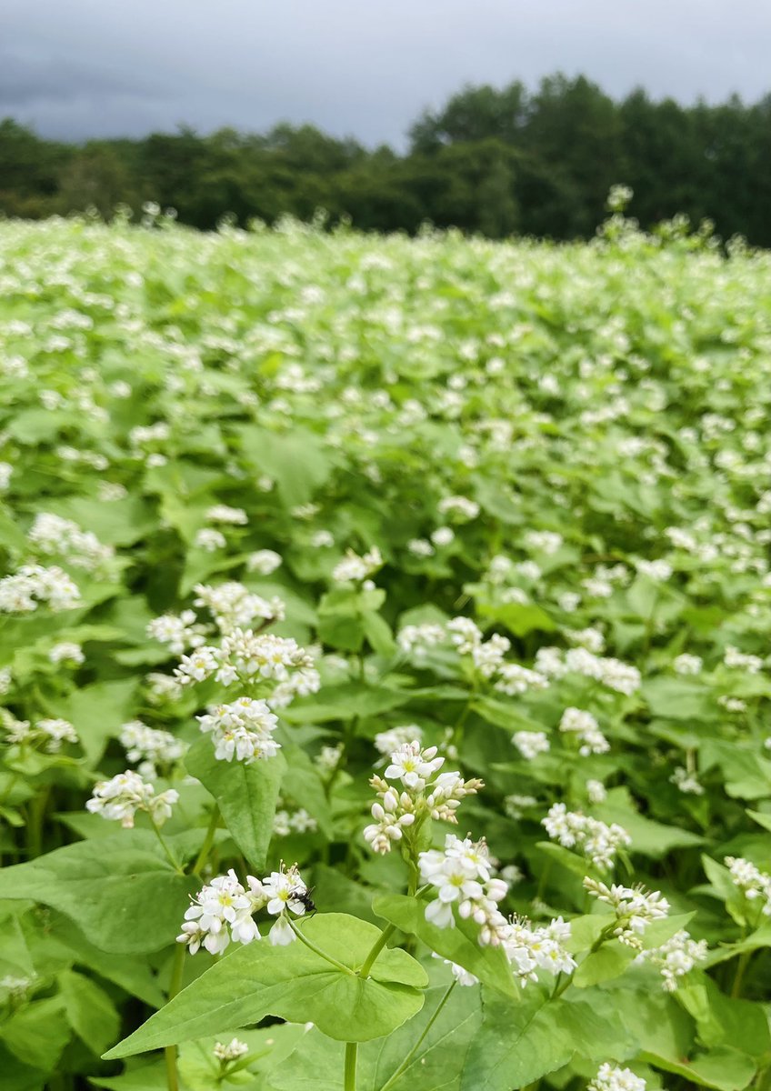 家族から送ってもらった写真です。

蕎麦はまだ　花でもてなす　山路かな
芭蕉

曇天の下、光を灯すようなそばの花のご馳走をいただきました。

#芭蕉　#俳句　#蕎麦の花