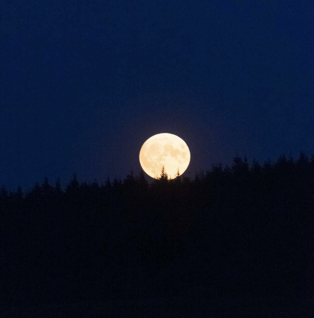Last nights Sturgeon Supermoon rise over the New Forest 

#newforest #supermoon #moon #sturgeon #hampshire