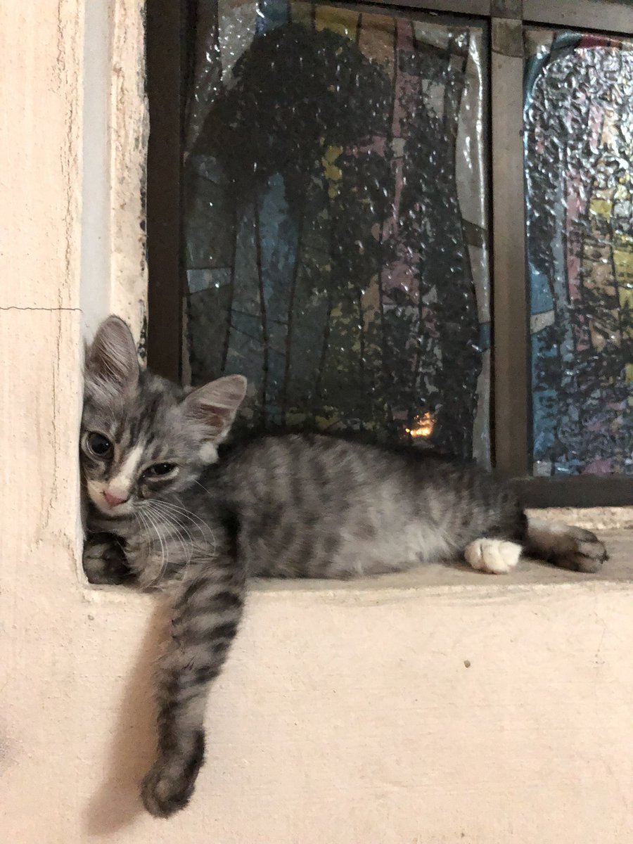 fharihin's tweet photo. will always miss my whiskers 🫶🏻 https://t.co/9D9PtZDbZJ