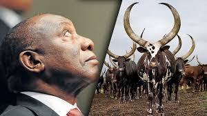 QwinOfSheba's tweet photo. As the Phala Phala scandal unfolds, what is clear is Cyril is the neo-liberal Black Boer in chief. This analysis extends to economic policy, privatisation, ending EE, IPP privatization that benefits Boers that will collect rentals from IPP providers, and 5star game reserves. https://t.co/akgTZ53FhU