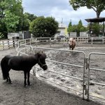 ツイートに含まれる画像