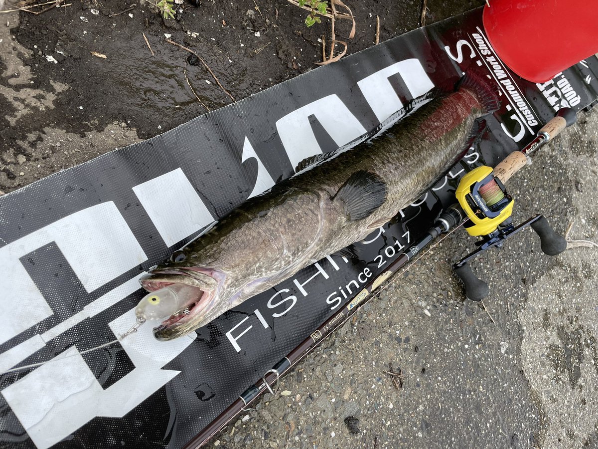 namatamanama's tweet photo. オープンウォーターザラガッチーン‼︎ 🔥🔥🔥
#雷魚通信
#snakehead
#tulalajp
#BOMBADA
#morena53
#quadfishingtools
#HEDDON
#originalzaraspook https://t.co/QyitM9HIMA