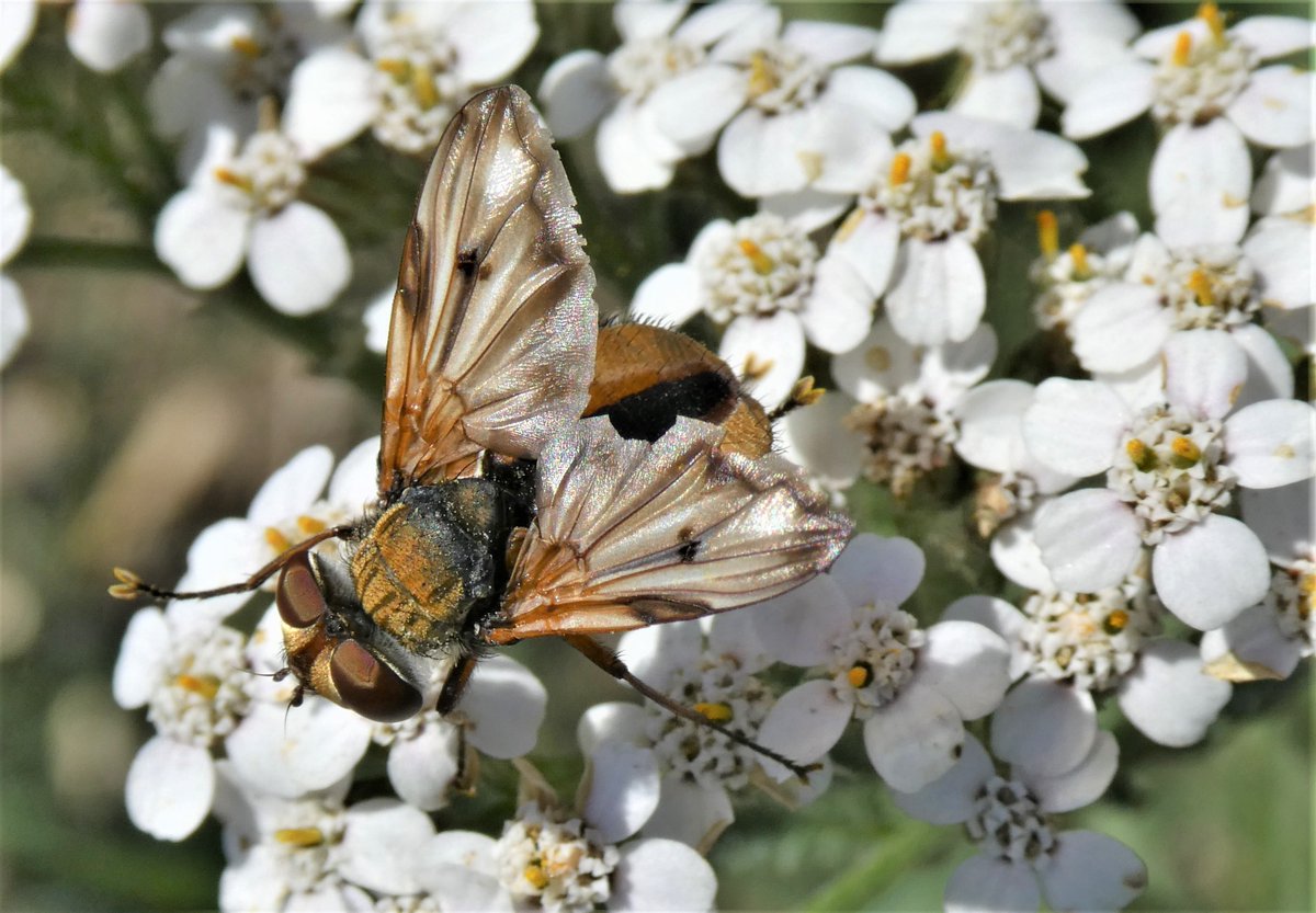 DrNiemitz's tweet photo. Wo's blüht, da wimmelt's, bunt und vielfältig! Viele Arten ohne deutsche Namen, aber unverzichtbare Bestäuber - etc.! Bilder von gestern bei EINEM Spaziergang. Mehr #Natur-raum! Weniger #Biozide. https://t.co/iPq1E6WpXf