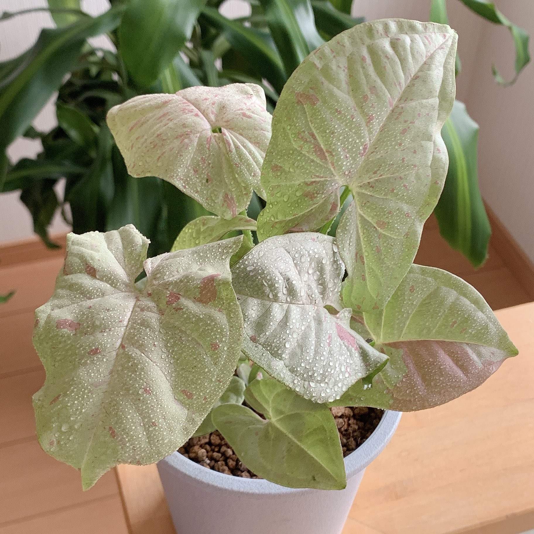 シンゴニウムミルクコンフェッティ Twitter Search Twitter