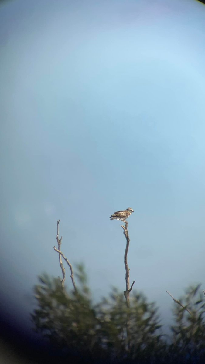 EOU Fledglings Meeting 2026 tweet media