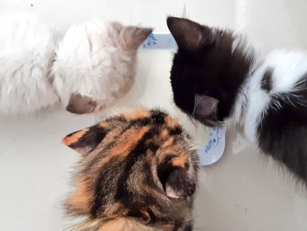 Azwar_Husinar's tweet photo. @kochengfs Istri dan anak², pengen ngadop SUAMI 🤭 https://t.co/uzpaCsMM7K