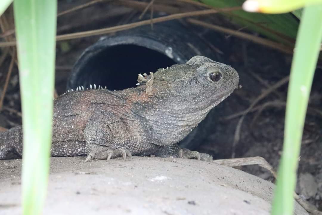 WildbaseNZ's tweet photo. Feel Good Friday!
Rā whānau kia koe/happy birthday Beads.
We don’t know the exact month that Beads hatched but we do know that she is turning 32 this year.
Thank you to Ngāti Koata for allowing us to care for these precious taonga.
#wildbaserecovery #palmyproud #notalizard https://t.co/wK6J422DQb