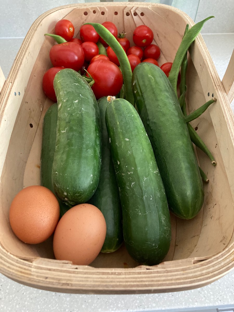 Fresh from the garden!                🐓🍅🥒😎