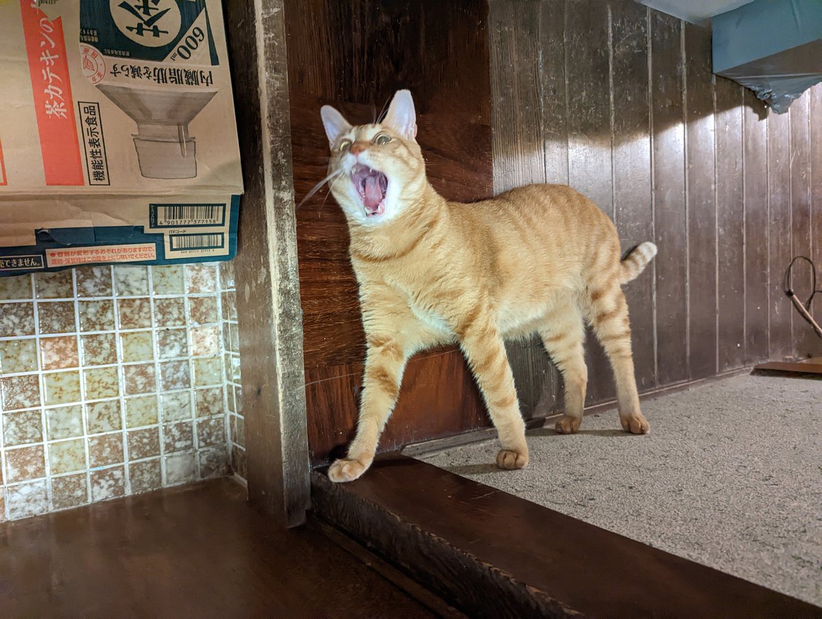 どう見ても 雄々しく立ってるねこ だけど実は寝転んでるってどういうこと これはすごい これが錯視 Togetter