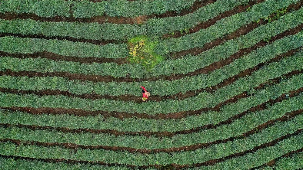 MingshanYaan's tweet photo. Mingshan District of Ya'an,China's Sichuan Province is known for its quality teas.Mount #MengDing in Mingshan is the #birthplace of the world's #tea culture, as well as being home to the earliest tea plantations ever recorded in written #Chinese. https://t.co/bW3HFhObbW